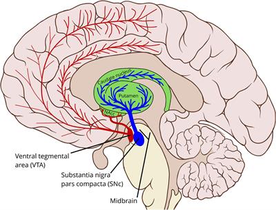 The Dopamine System and Automatization of Movement Sequences: A Review With Relevance for Speech and Stuttering